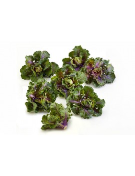 PRECO - Flower Sprouts...