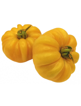 Gele oude tomaten...