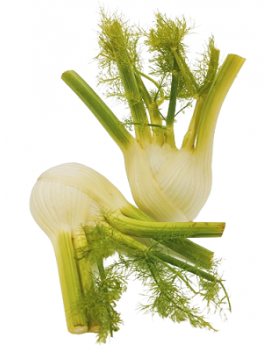 Fenouil (7 kg) - cat....