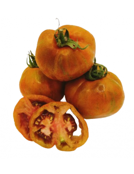 Tomate ancienne noire...