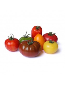 Tomates anciennes...