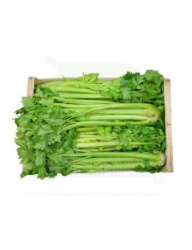 PRECO - Céleri vert (1...