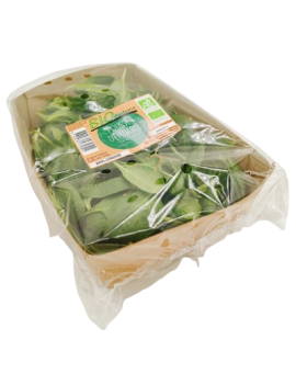 Jonge spinaziescheuten...