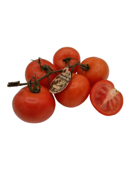 Tomate grappe (6 kg) -...