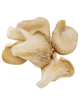 Champignon 'Pleurote'...