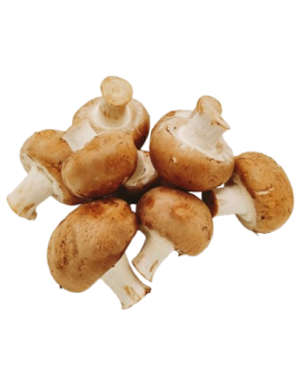 Kastanjechampignon (3...