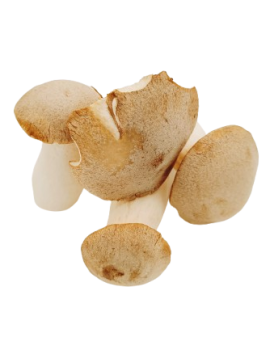 Champignon 'Eryngii'...