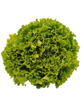 Batavia verte (1 pc.)...