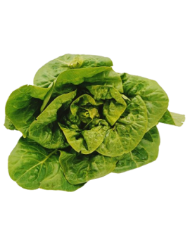 Salade sucrine (1 pc.)...