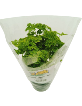 Persil frisé en pot -...