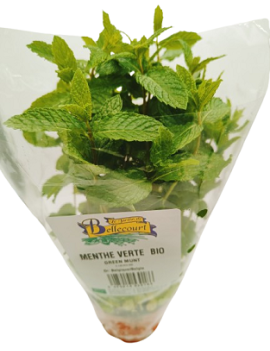 Menthe verte en pot -...