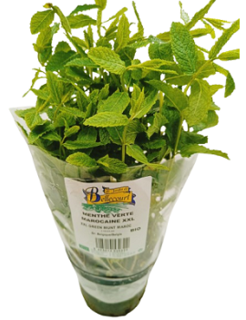 Menthe verte marocaine...
