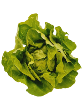 Laitue verte (1 pc) -...