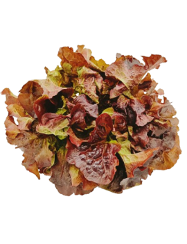 PRECO - Feuilles...