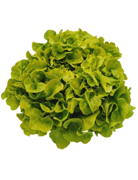 VOORBESTELLING - Groen...