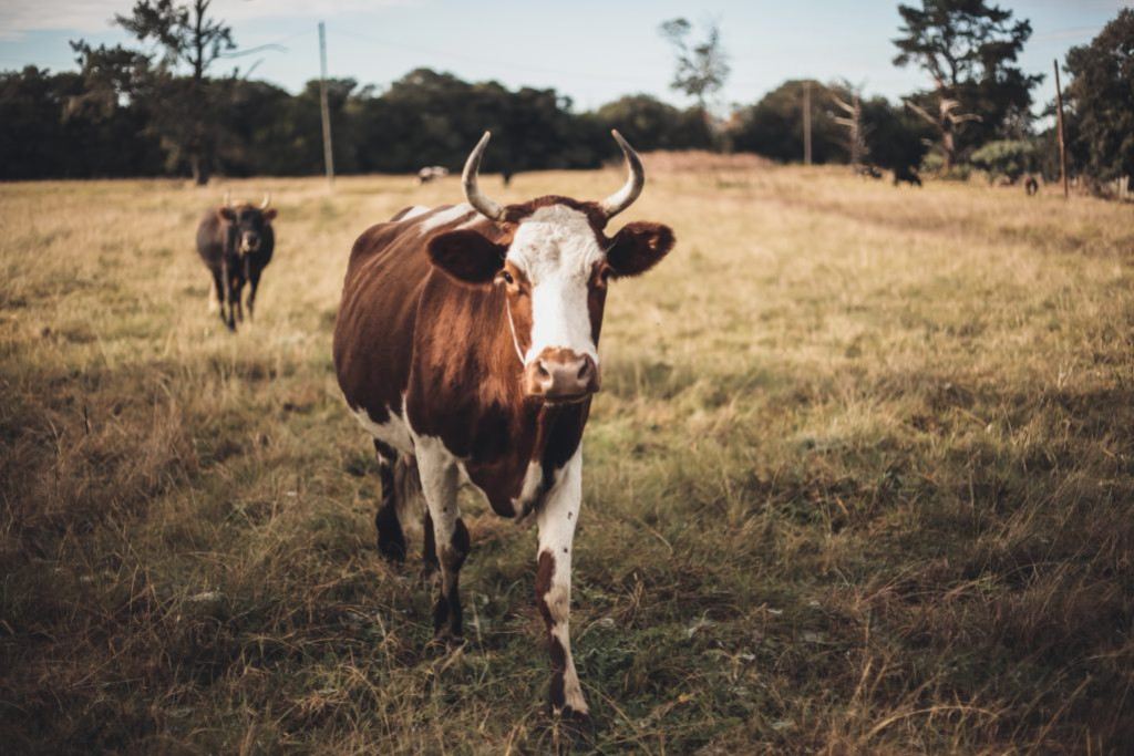 L’agriculture biodynamique