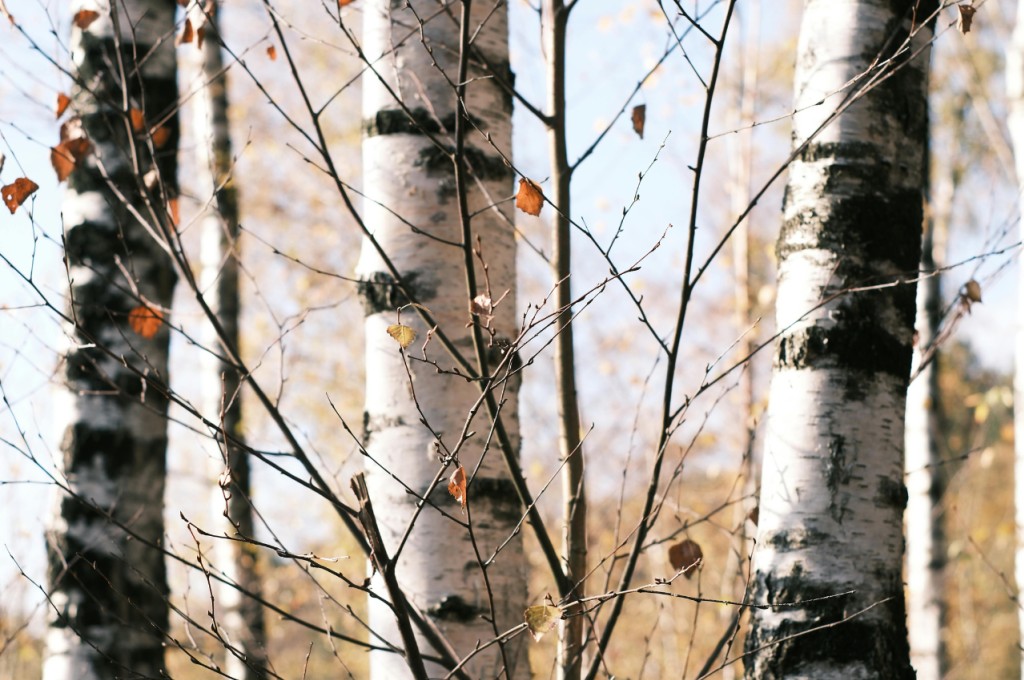 Sève qui peut ! La cure de sève de bouleau qui réveille le printemps.