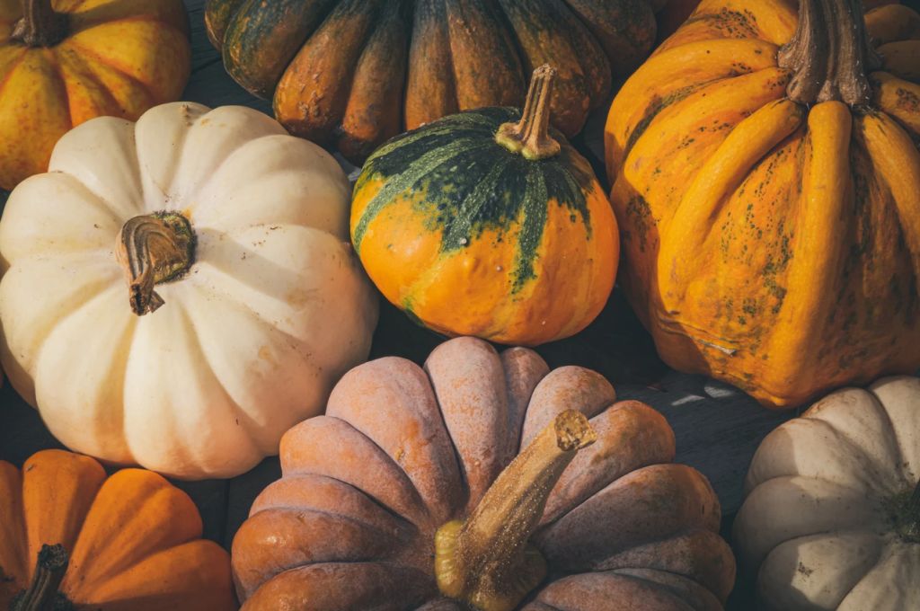 Courges : à la découverte des stars de l’automne !