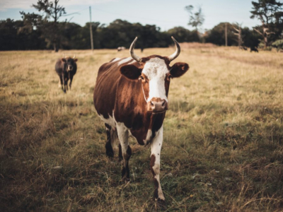 L’agriculture biodynamique