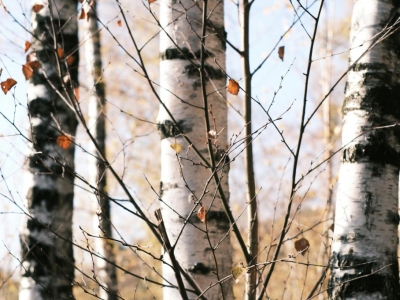 Sève qui peut ! La cure de sève de bouleau qui réveille le printemps.